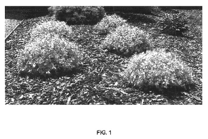 Figure 1 of US plant patent PP16988, the photograph of Kaleidoscope printed in the patent.