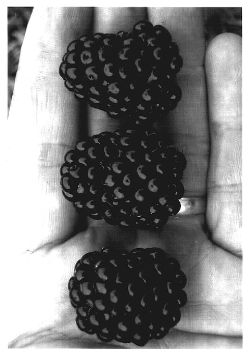 Figure 1 of US plant patent PP16989, the photograph of APF-12 printed in the patent.