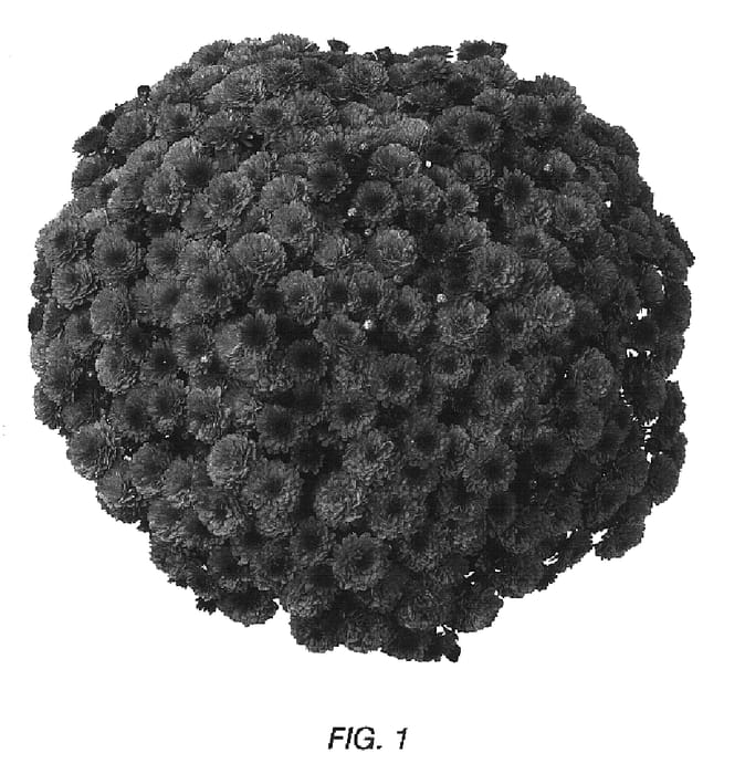 Figure 1 of US plant patent PP16990, the photograph of Gedi Three Luca printed in the patent.
