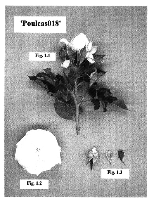 Figure 1 of US plant patent PP16991, the photograph of Poulcas018 printed in the patent.