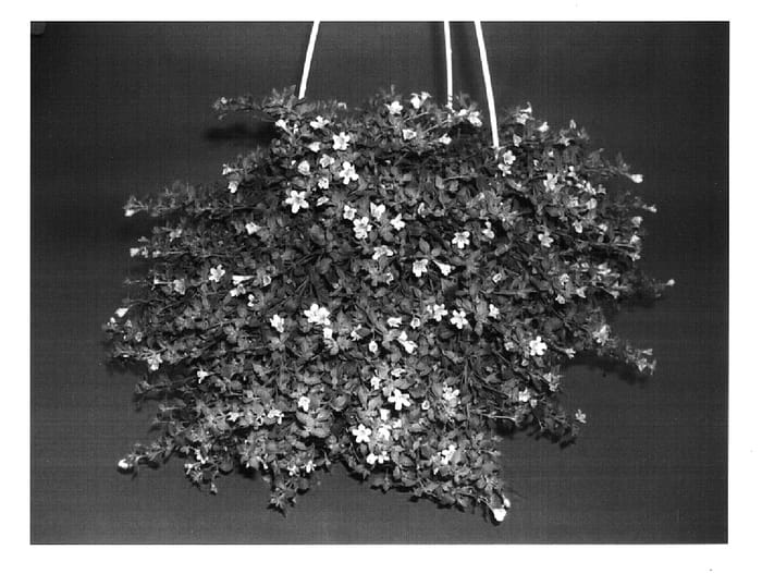 Figure 1 of US plant patent PP16992, the photograph of Dancopink printed in the patent.