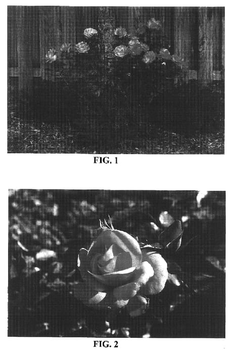 Figure 1 of US plant patent PP16993, the photograph of BAIing printed in the patent.
