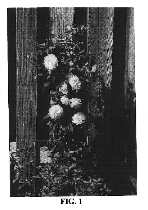 Figure 1 of US plant patent PP16994, the photograph of BAIoon printed in the patent.