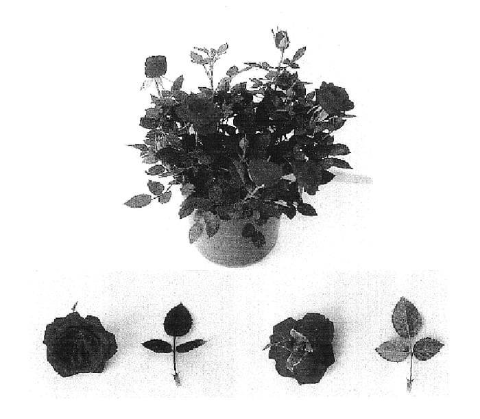 Figure 1 of US plant patent PP16995, the photograph of Evera 102 printed in the patent.