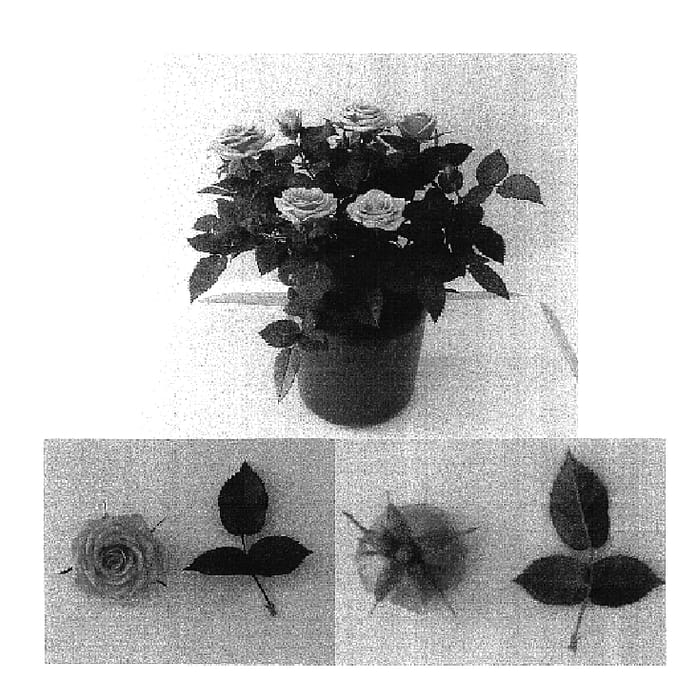 Figure 1 of US plant patent PP16996, the photograph of Evera 129 printed in the patent.