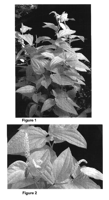 Figure 1 of US plant patent PP16997, the photograph of Flaming Dragon printed in the patent.
