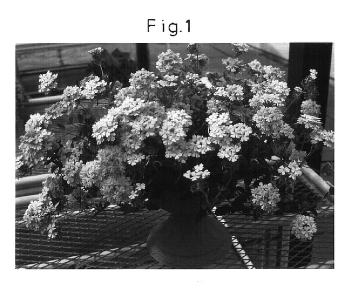 Figure 1 of US plant patent PP16998, the photograph of Sunmarisakura printed in the patent.