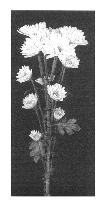 Figure 1 of US plant patent PP16999, the photograph of Yoidea printed in the patent.