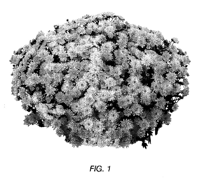 Figure 1 of US plant patent PP17000, the photograph of Gedi Three Pyel printed in the patent.