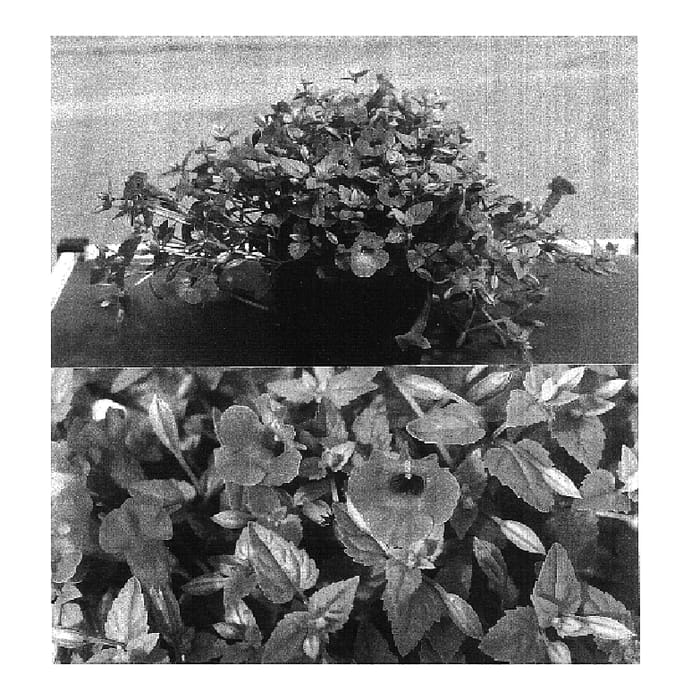 Figure 1 of US plant patent PP17001, the photograph of Sunrenicopalave printed in the patent.
