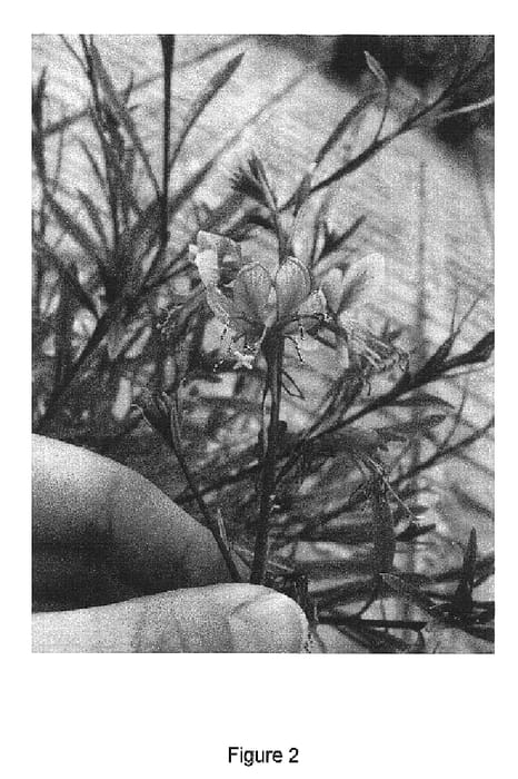 Figure 2 of US plant patent PP17002, the photograph of Passionate Rainbow printed in the patent.