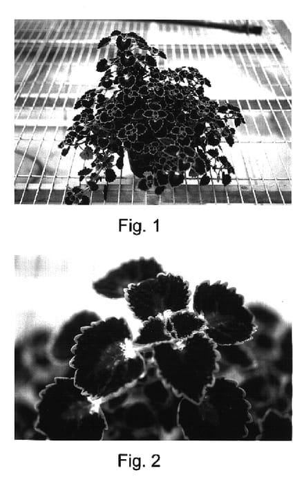 Figure 1 of US plant patent PP17003, the photograph of Kakegawa CE10 printed in the patent.
