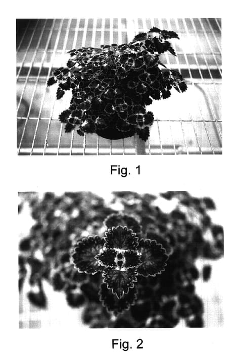 Figure 1 of US plant patent PP17004, the photograph of Kakegawa CE9 printed in the patent.