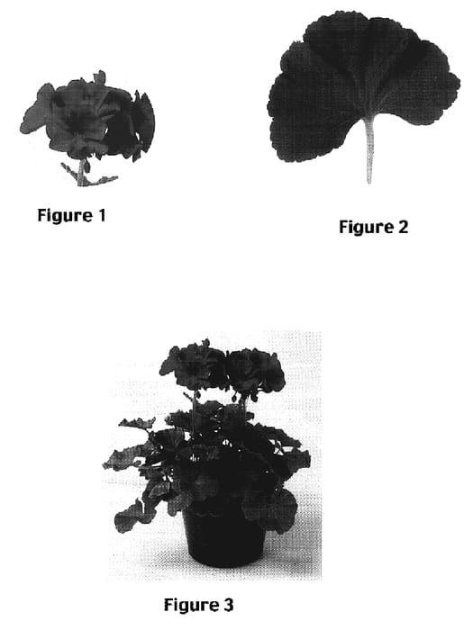 Figure 1 of US plant patent PP17005, the photograph of Beky printed in the patent.