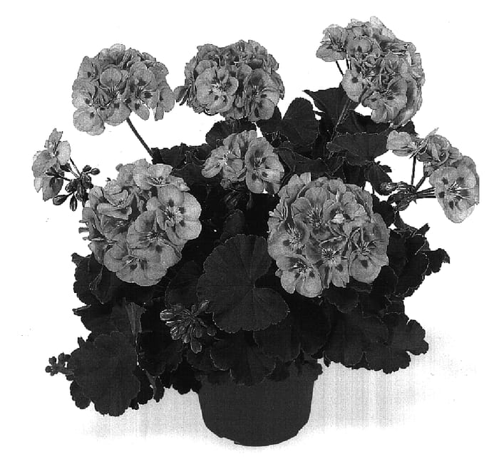 Figure 1 of US plant patent PP17006, the photograph of Dueceline printed in the patent.