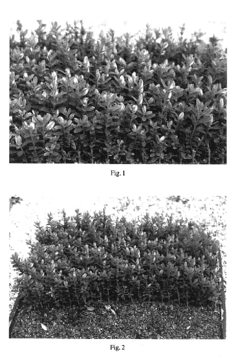Figure 1 of US plant patent PP17007, the photograph of Wee Willie printed in the patent.
