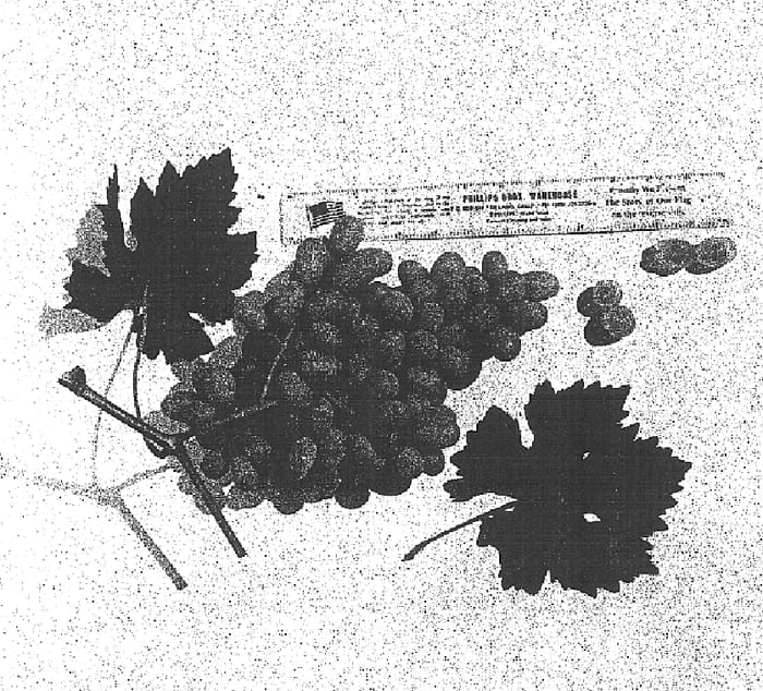 Figure 1 of US plant patent PP17008, the photograph of Yobarbie printed in the patent.