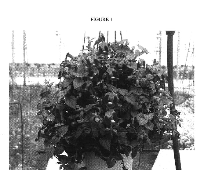 Figure 1 of US plant patent PP17009, the photograph of Dantomoon10 printed in the patent.