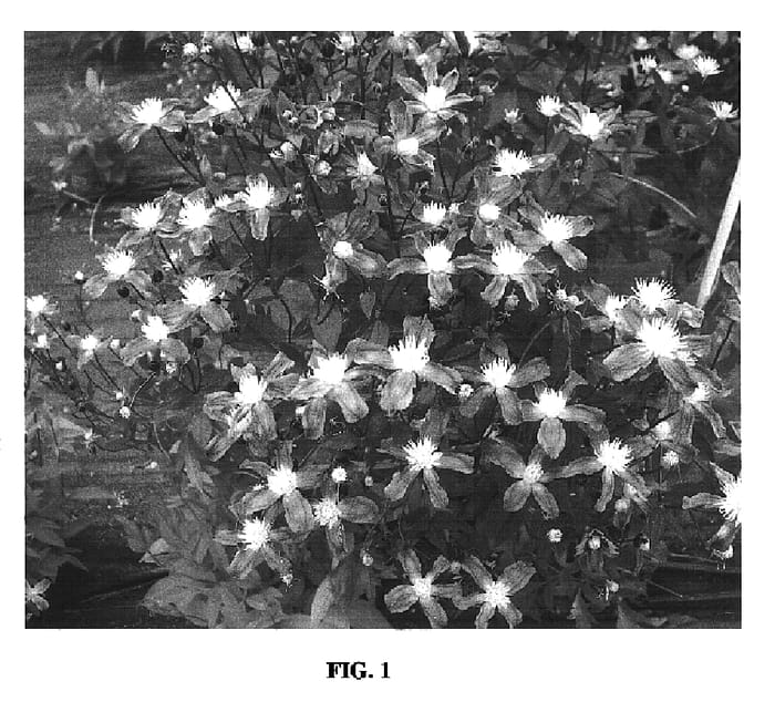 Figure 1 of US plant patent PP17010, the photograph of Center Star printed in the patent.