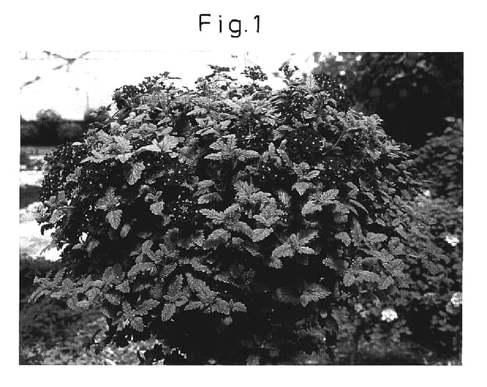 Figure 1 of US plant patent PP17011, the photograph of Sunmaribagadi printed in the patent.