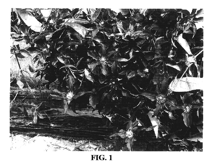 Figure 1 of US plant patent PP17012, the photograph of Cleminov 51 printed in the patent.