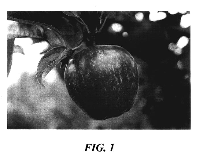 Figure 1 of US plant patent PP17013, the photograph of Burkitt Gala printed in the patent.