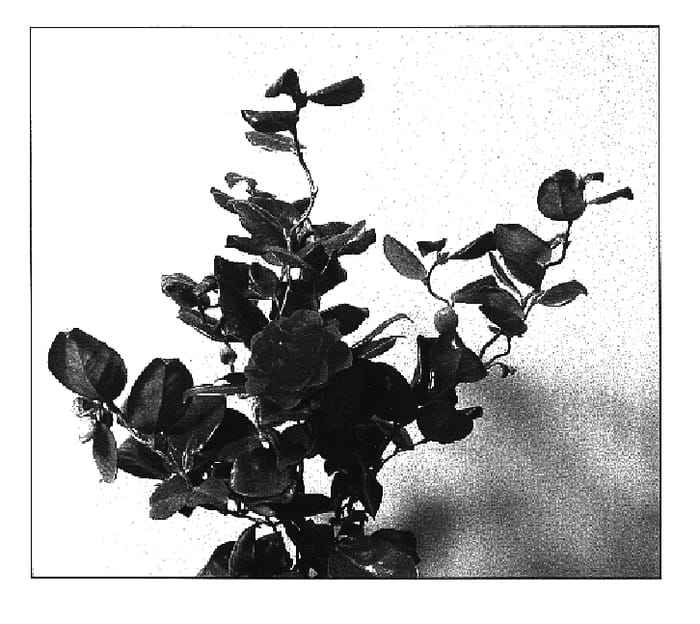 Figure 1 of US plant patent PP17014, the photograph of Curly Lady printed in the patent.