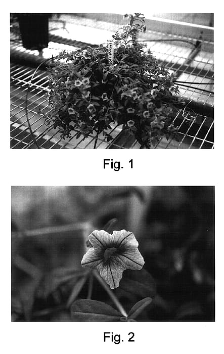 Figure 1 of US plant patent PP17015, the photograph of Kakegawa S79 printed in the patent.