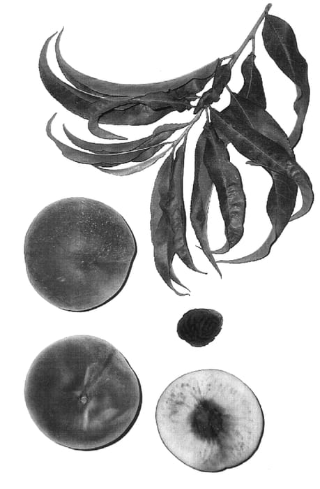 Figure 1 of US plant patent PP17016, the photograph of Burpeachtwentyone printed in the patent.