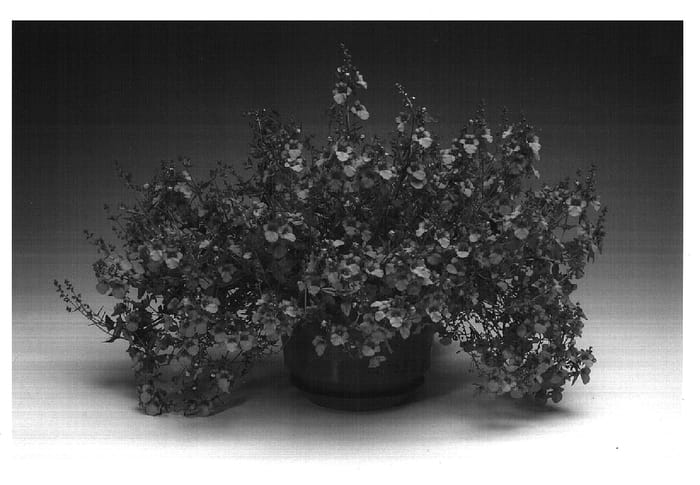 Figure 1 of US plant patent PP17017, the photograph of Diaspritwo printed in the patent.
