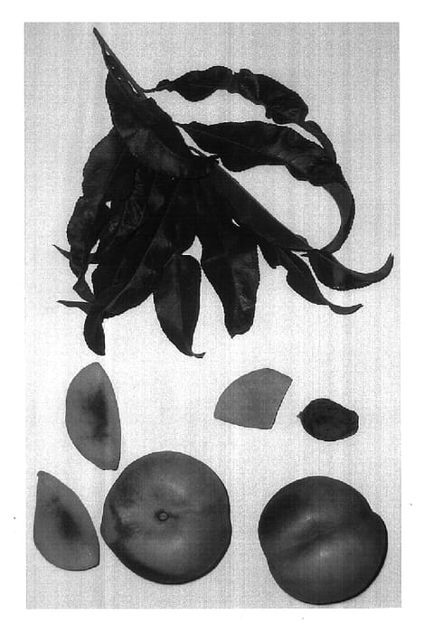 Figure 1 of US plant patent PP17018, the photograph of Burnectwenty printed in the patent.