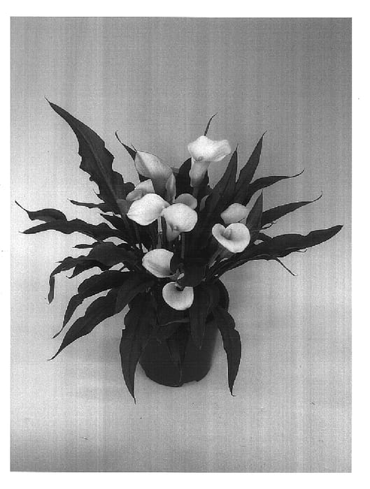 Figure 1 of US plant patent PP17019, the photograph of Captain Cupido printed in the patent.