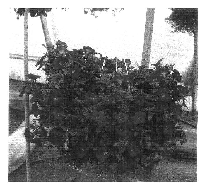 Figure 1 of US plant patent PP17020, the photograph of Dancasdeep printed in the patent.