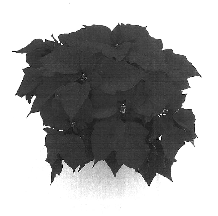 Figure 1 of US plant patent PP17021, the photograph of Alreddy Red printed in the patent.
