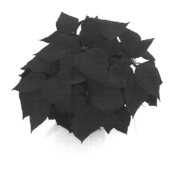 Figure 1 of US plant patent PP17022, the photograph of Stargazer printed in the patent.