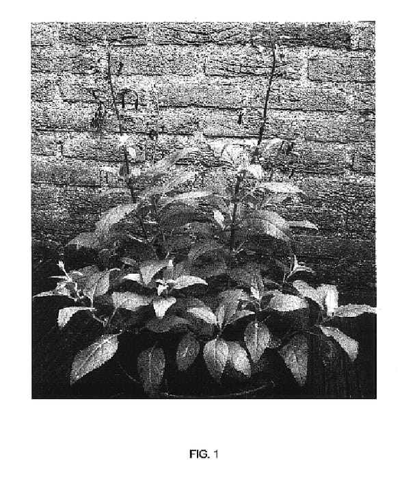 Figure 1 of US plant patent PP17023, the photograph of Yapor printed in the patent.