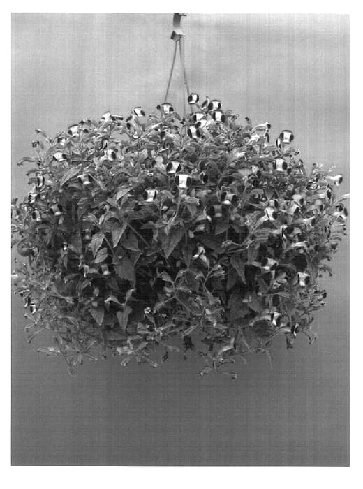 Figure 1 of US plant patent PP17024, the photograph of Dancatpur printed in the patent.