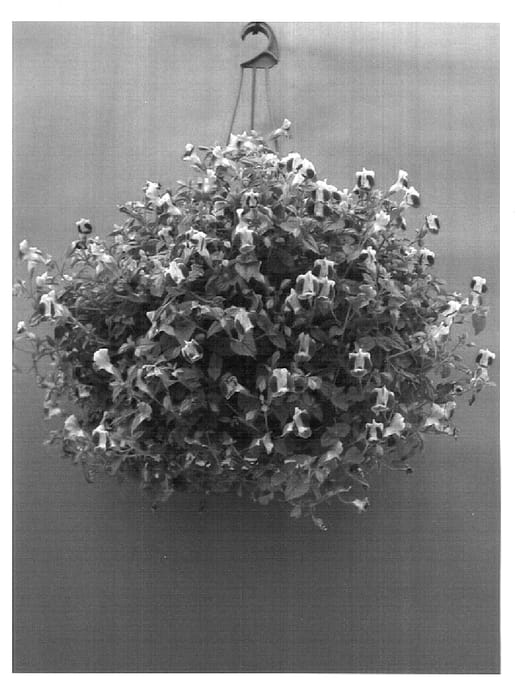Figure 1 of US plant patent PP17025, the photograph of Dancatpink printed in the patent.