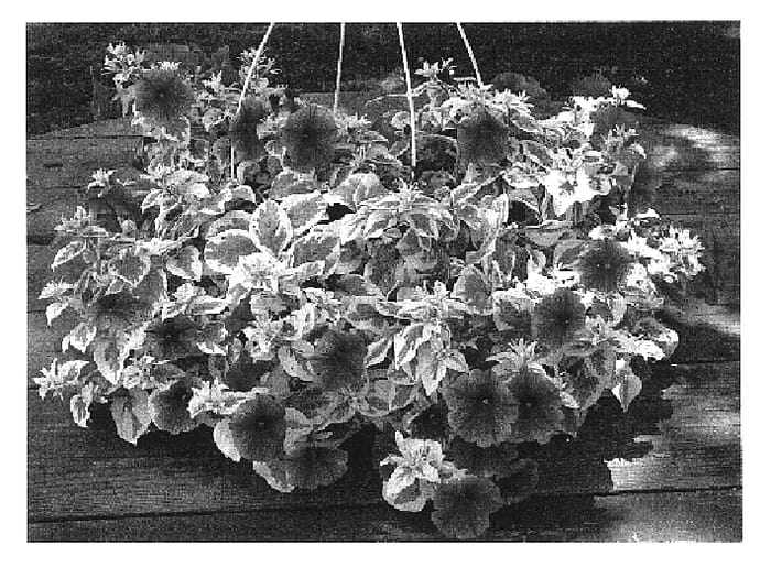 Figure 1 of US plant patent PP17026, the photograph of Petzebrina printed in the patent.