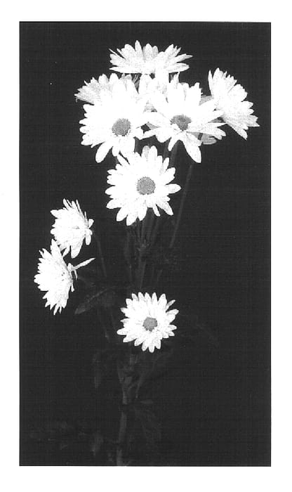 Figure 1 of US plant patent PP17027, the photograph of Yocool printed in the patent.