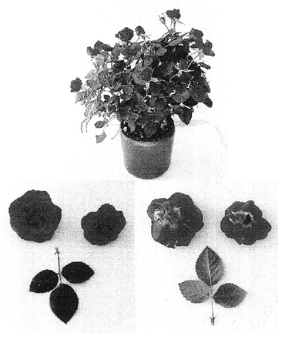 Figure 1 of US plant patent PP17028, the photograph of Evera 118 printed in the patent.