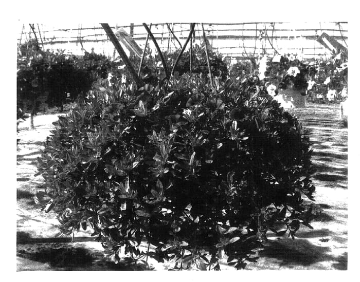 Figure 1 of US plant patent PP17029, the photograph of Dancaldarpink printed in the patent.