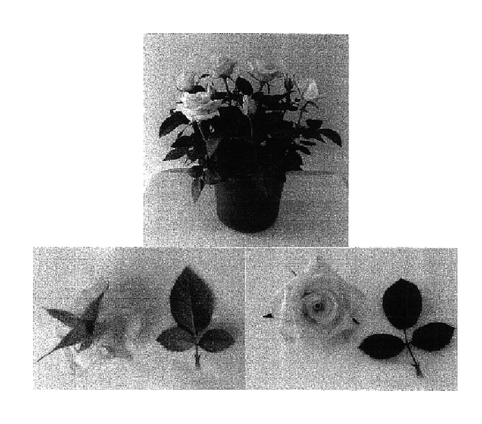 Figure 1 of US plant patent PP17030, the photograph of Evera 134 printed in the patent.