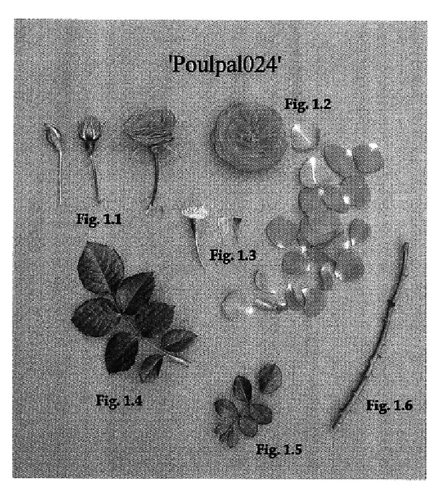 Figure 1 of US plant patent PP17031, the photograph of Poulpal024 printed in the patent.