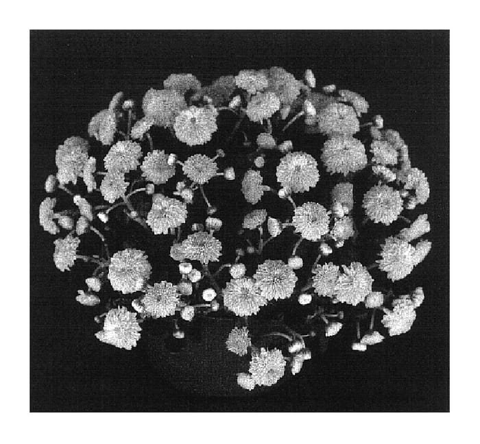 Figure 1 of US plant patent PP17032, the photograph of Yomia printed in the patent.