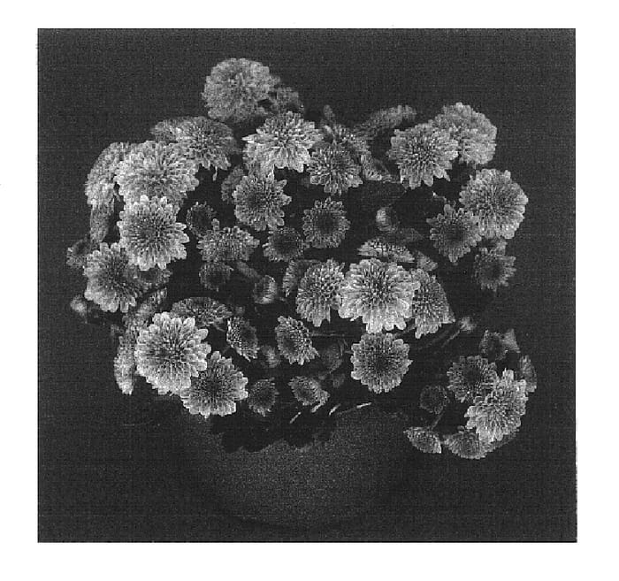 Figure 1 of US plant patent PP17033, the photograph of Lovely Yocheryl printed in the patent.