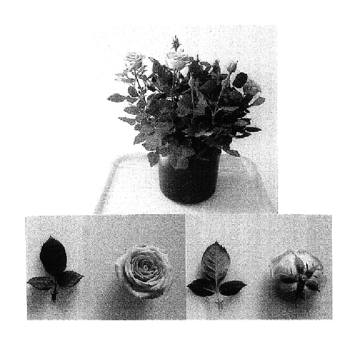 Figure 1 of US plant patent PP17034, the photograph of Evera 121 printed in the patent.