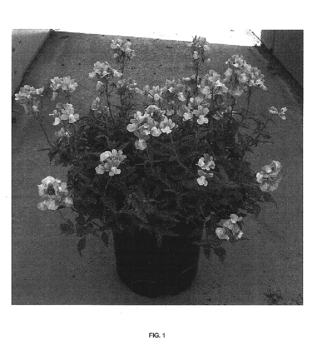 Figure 1 of US plant patent PP17035, the photograph of Fleurame printed in the patent.