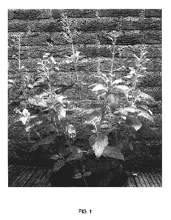 Figure 1 of US plant patent PP17036, the photograph of YAPYEL printed in the patent.