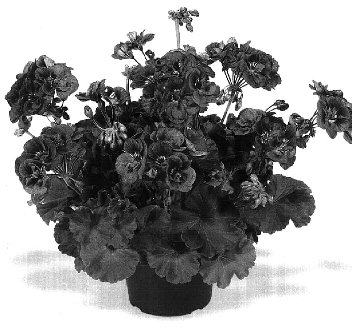Figure 1 of US plant patent PP17037, the photograph of Duemellina printed in the patent.